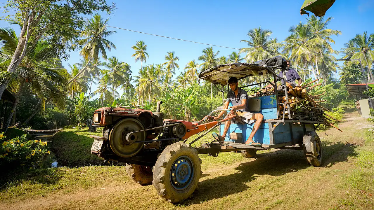 Harvesting cinnamon